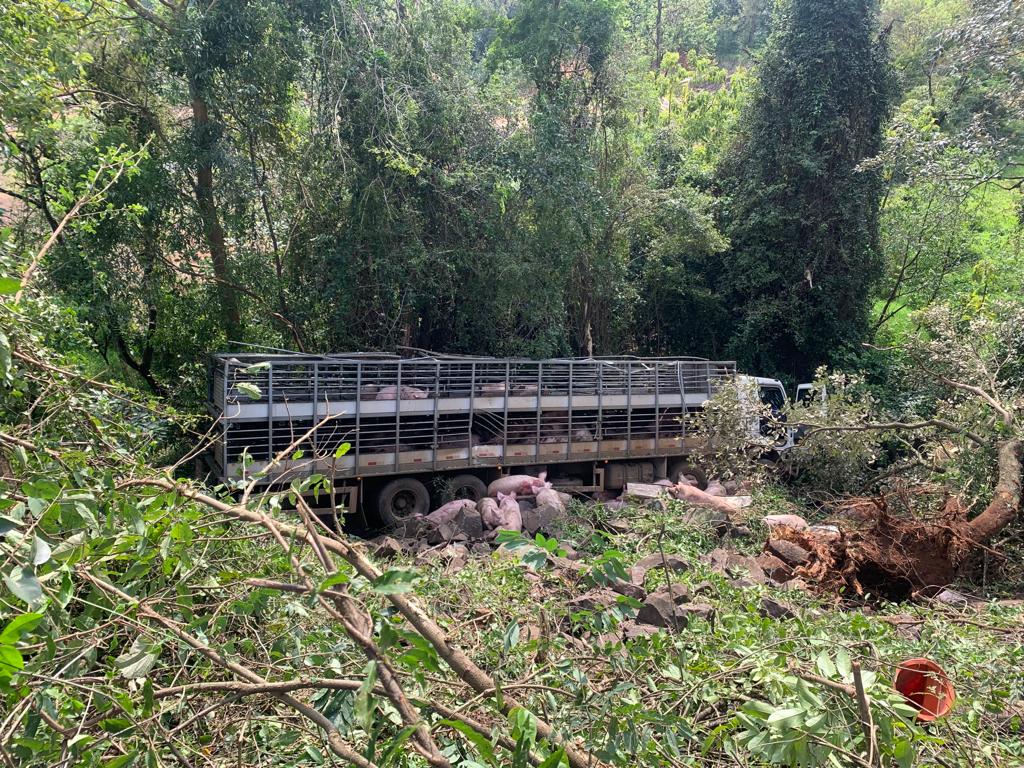 Caminhão carregado de porcos sai da pista e cai em ribanceira na BR 282