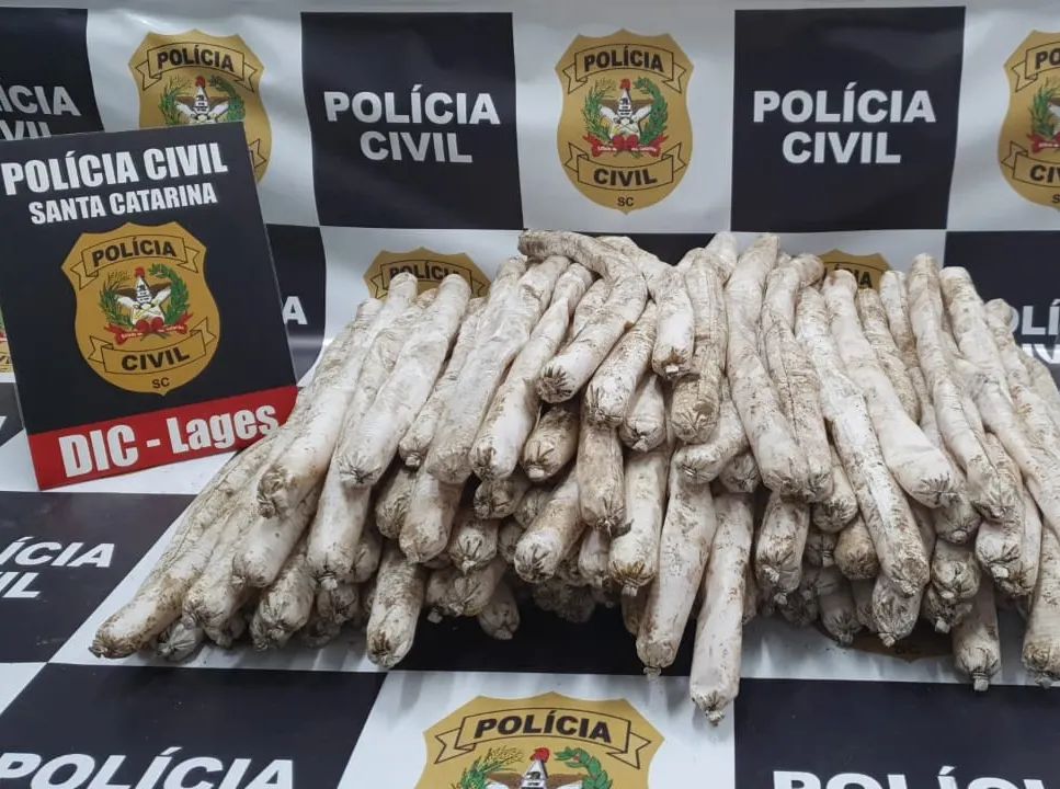 Pol Cia Prende Homem Kg De Explosivos Que Seriam Usados Para