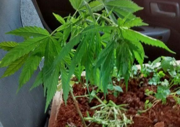 PM realiza prisão de homem por cultivo de pés de maconha no bairro Santa Maria