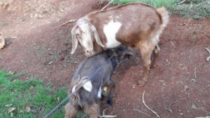 Fenômeno anormal aconteceu no mundo animal em Ronda Alta – RS – Nasceu um(a) cabrito(a) hermafrodita