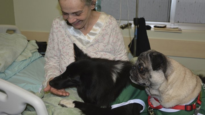 UNIMED CHAPECÓ DESENVOLVE PROJETO QUE PERMITE A VISITA DE CÃES AOS PACIENTES