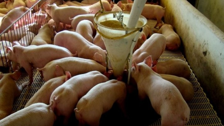 Reabertura do mercado de carnes para as Filipinas deve favorecer economia de Santa Catarina