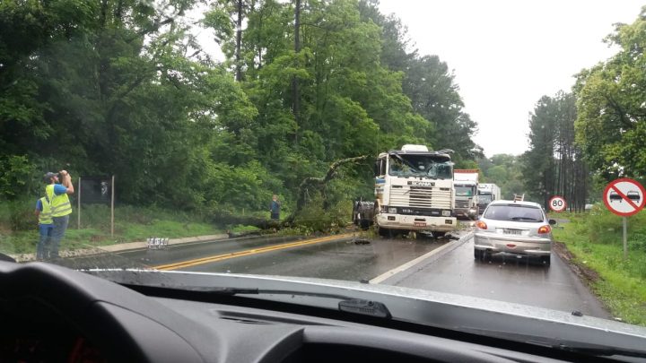 Caminhão bate em árvore que caiu na BR-282 em Chapecó