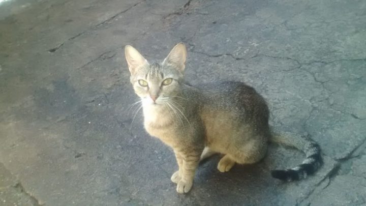 Gata salva menino de 3 anos após cobra cascavel aparecer na cozinha de casa