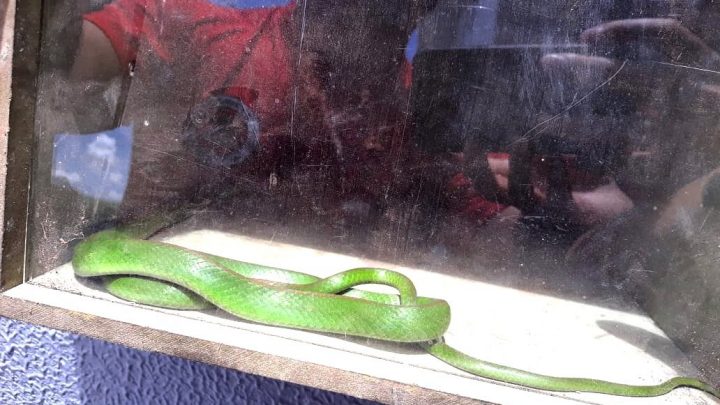 Cobra é encontrada na sala de uma residência em Chapecó