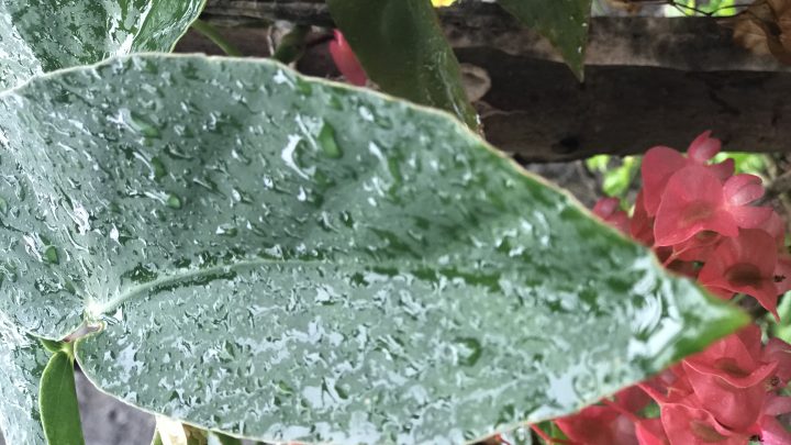 Domingo deve ser de chuvas em todas as regiões de Santa Catarina