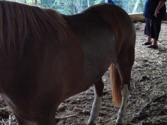 Rapaz ateia fogo em animal com óleo de motosserra no interior de São Lourenço