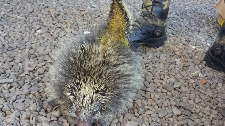 Polícia Ambiental devolve porco-espinho a natureza no meio oeste