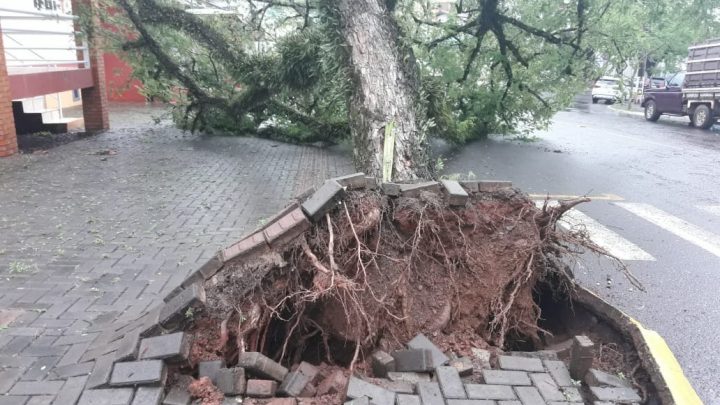 Árvore cai sobre residência em Itá-SC