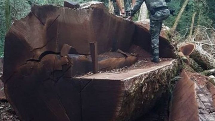 Árvore gigante rara de 535 anos foi derrubada em Santa Catarina para virar cerca