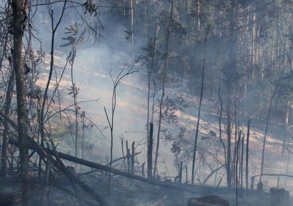 Fogo destrói 18.000m² de vegetação em Irati