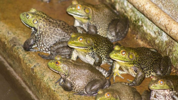 Produção de rãs: a nova aposta do oeste catarinense