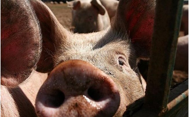 Idoso morre após ser atacado por porco no interior do Rio Grande do Sul