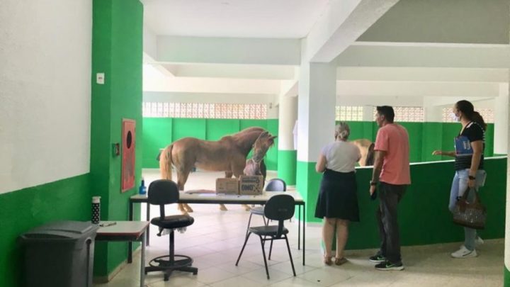 Cavalos invadem escola e assustam professores em SC