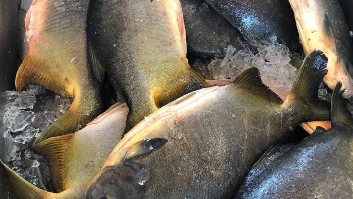 Feira do peixe é confirmada pela Secretaria da Agricultura