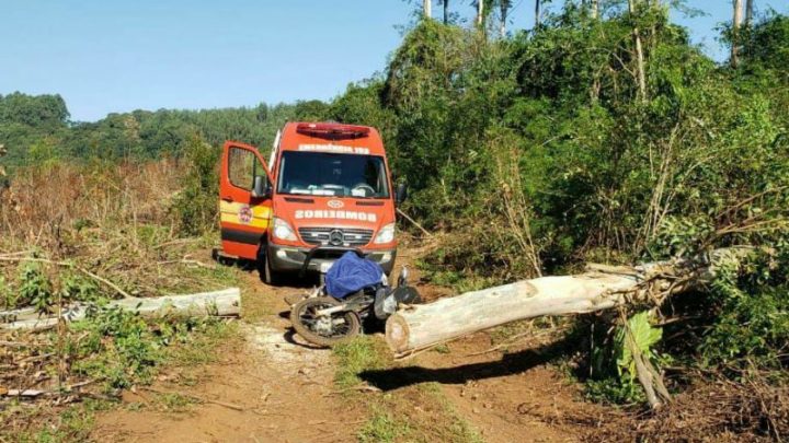 Idoso morre após ser atingido por eucalipto no Oeste de SC