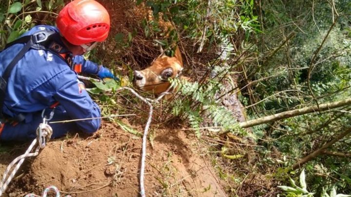 Vaca cai de barranco e fica pendurada pelos chifres a 50 metros de altura em SC