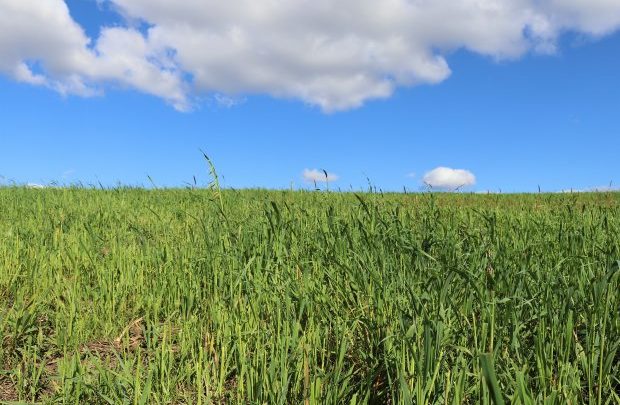 Serra Catarinense é a nova aposta para produção de cereais de inverno