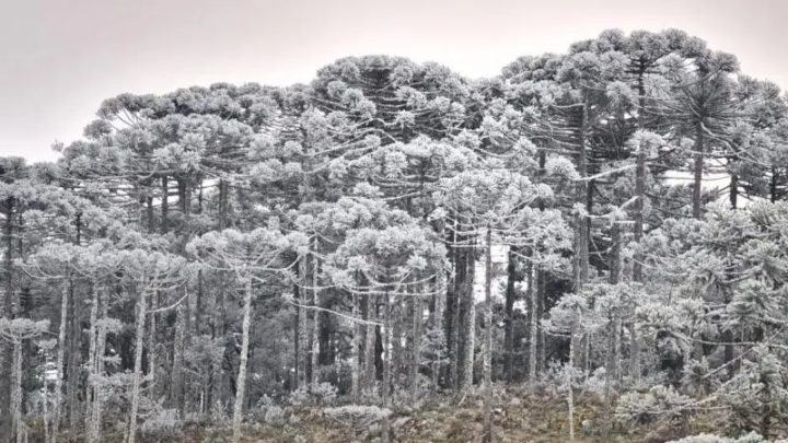 O amanhecer mais frio do ano em SC