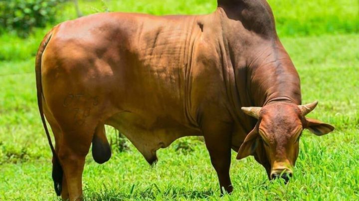 Idoso é derrubado e pisoteado por boi em Chapecó