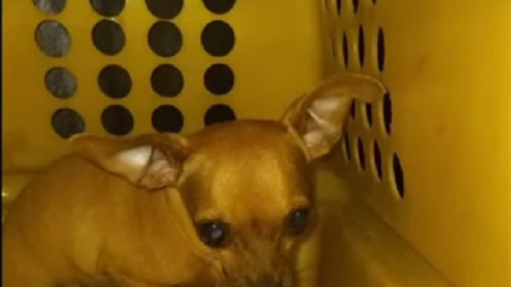 Vídeo: Cachorro é salvo após ficar trancado por 4 horas em carro em SC