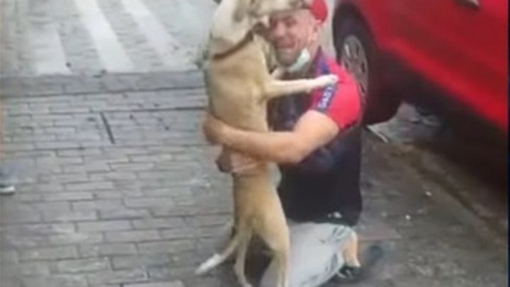 Vídeo: cachorrinha Pandora reencontra a família 45 dias depois de sumir em aeroporto