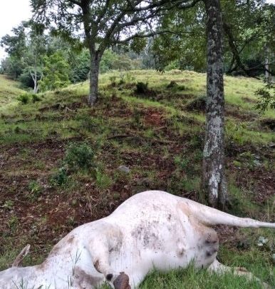 Fio de alta tensão cai e mata vaca em São José do Cedro