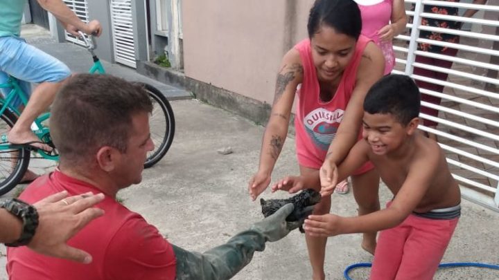 Filhote de cachorro cai em bueiro e é resgatado em SC