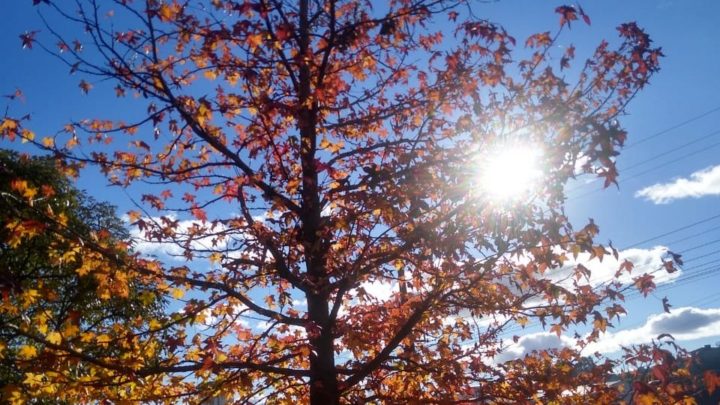 Fim de semana gelado em SC: temperaturas mínimas ficarão abaixo dos 5ºC