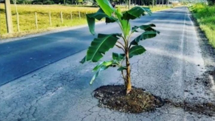 Moradores do Sul plantam bananeira na SC-445 e reivindicam por melhorias