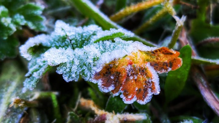 ALERTA: temperatura de até -6º com chance de neve e geada ampla em SC