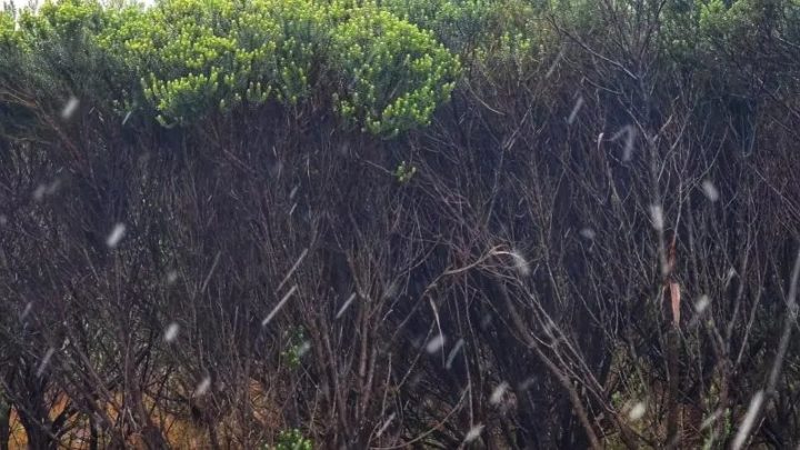 SC registra neve em novembro pela primeira vez na história