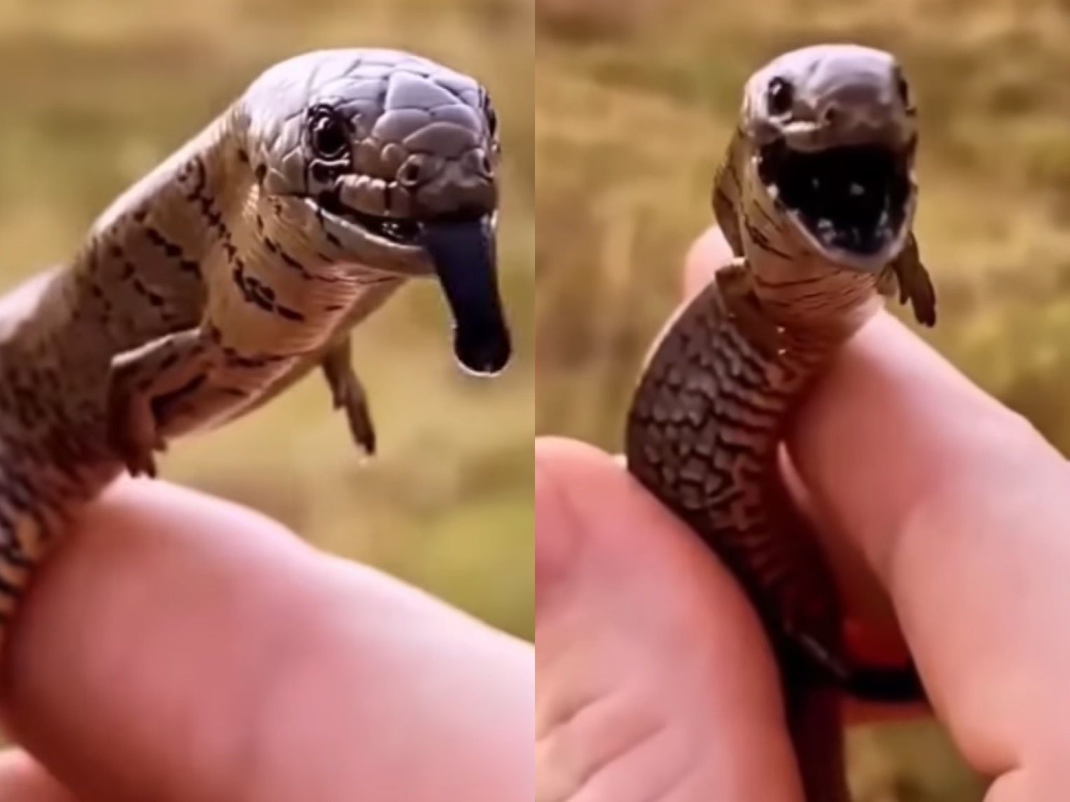 Parece cobra, mas é um lagarto - ((o))eco