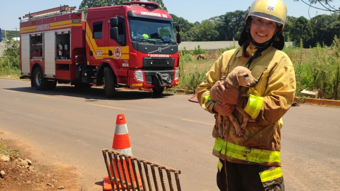 Cãozinho é resgatado de bueiro no bairro Dom Pascoal em Chapecó