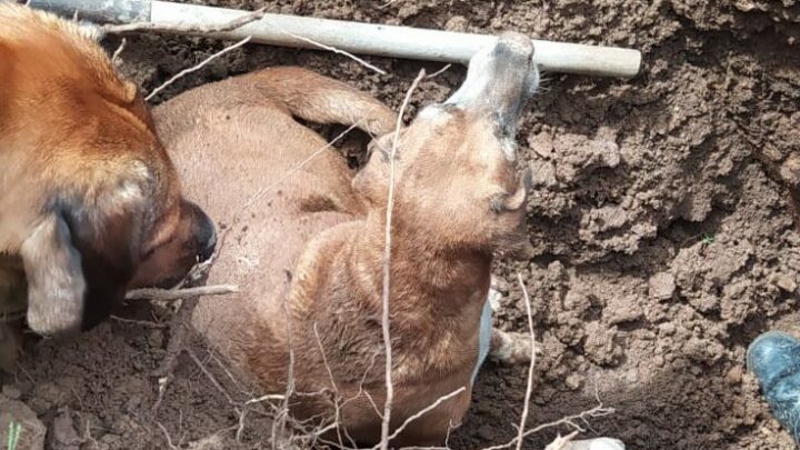 Cachorro é resgatado após ficar preso em buraco em SC