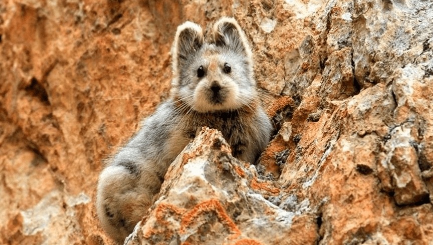 Espécie rara, pika entra para lista de animais de estimação; veja imagens