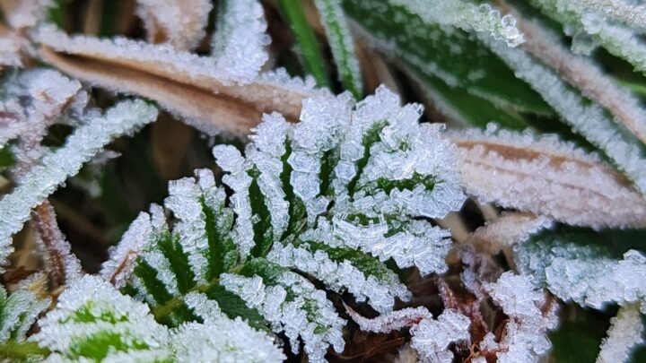 Imagens: geada deixa vegetação congelada em São Joaquim nesta segunda-feira