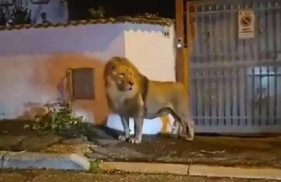 Leão escapa de circo e passa cinco horas andando na região de Roma