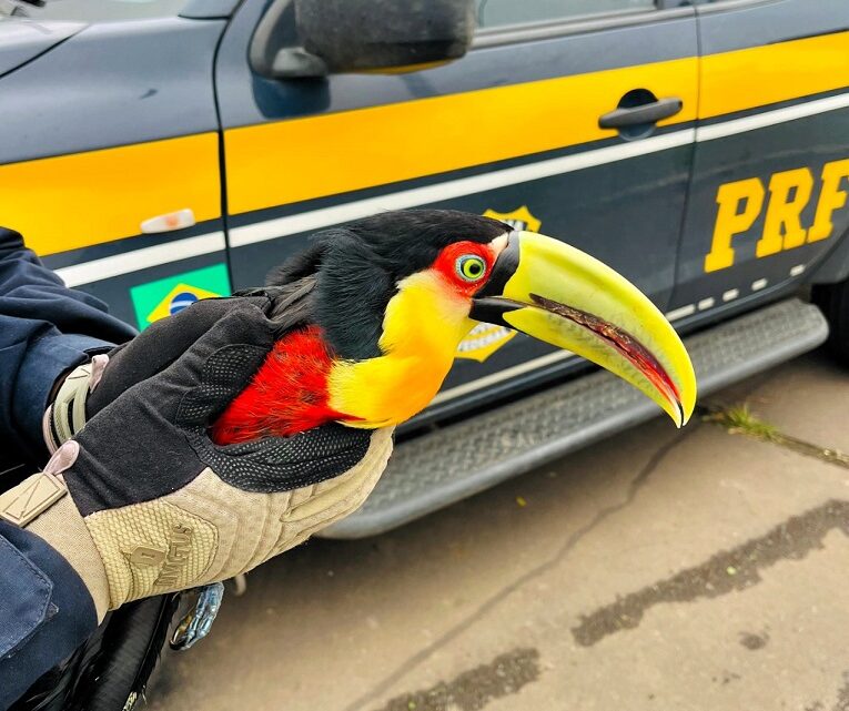 Tucano ferido é resgatado pela PRF na BR-116 em Ponte Alta