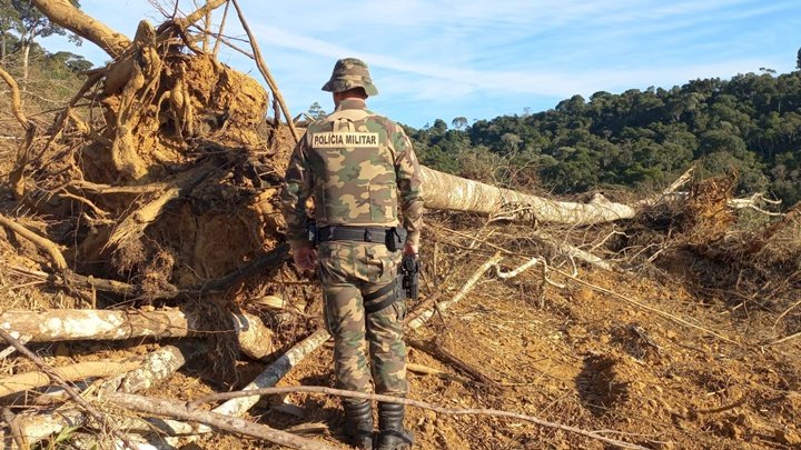 Polícia Militar flagra desmatamento de árvores nativas em Alfredo Wagner