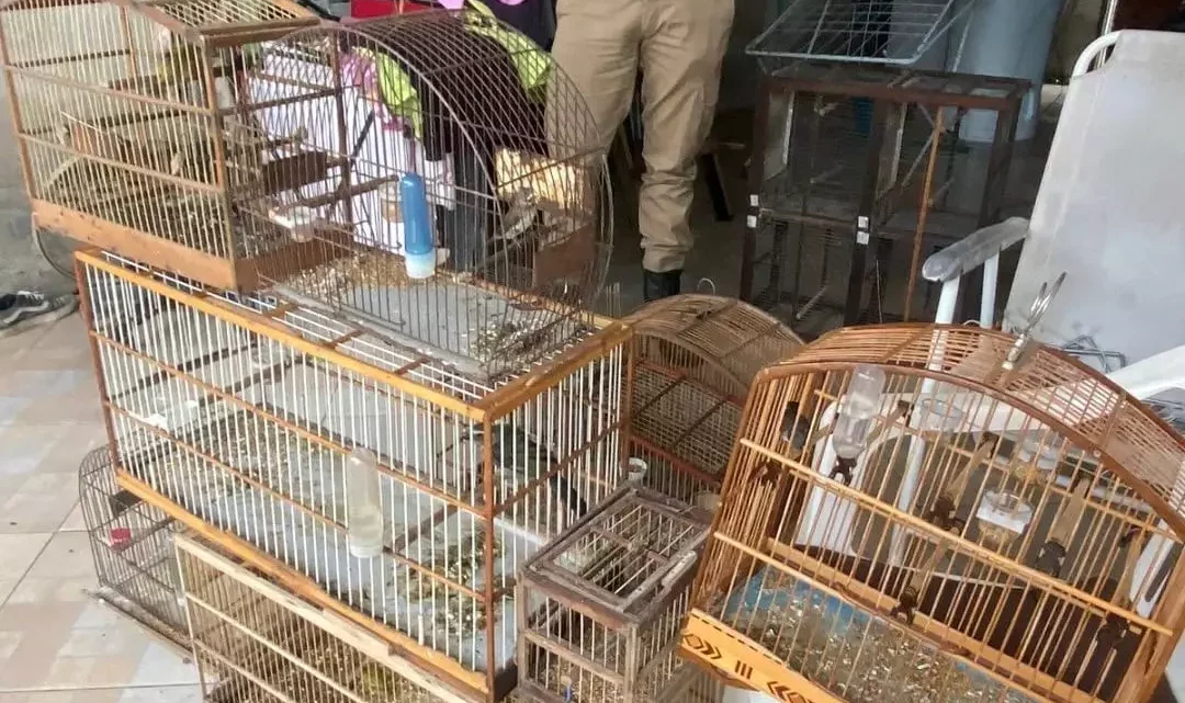 Aves silvestres são resgatadas em residência de São Francisco do Sul