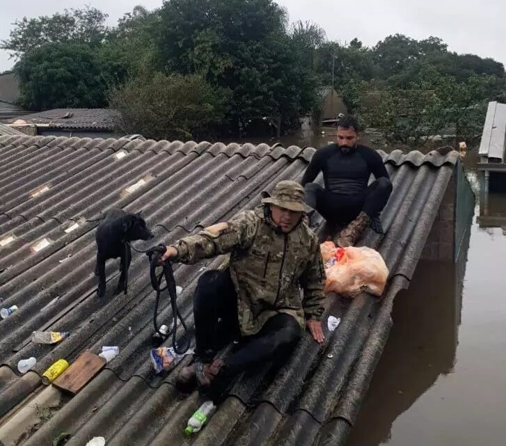 Mais de 11 mil animais afetados pelas enchentes no RS foram resgatados