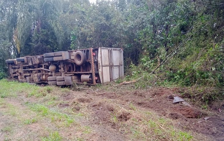 Caminhão carregado com suínos tomba na SC-283 entre Concórdia e Seara