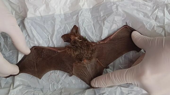 Criança de 9 anos é mordida por morcego enquanto brincava em Irani