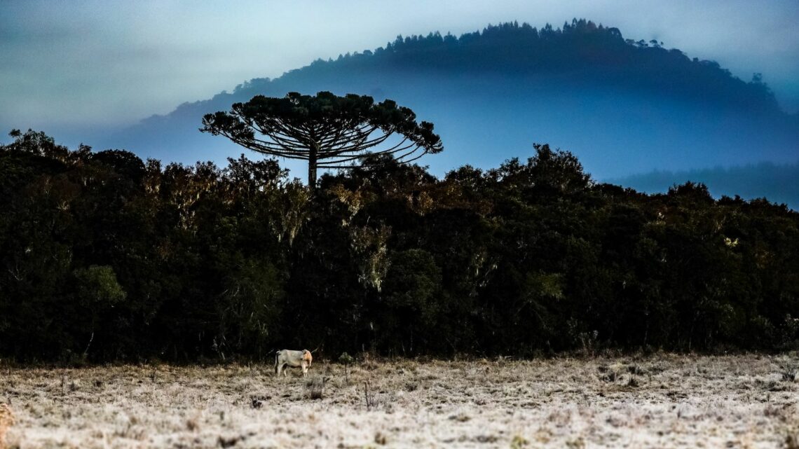 Previsão de tempo indica frio intenso em Santa Catarina com temperaturas negativas no fim de semana