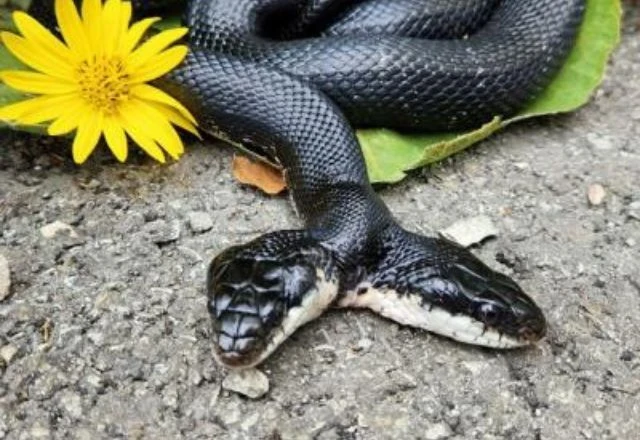 Cobra de duas cabeças chama atenção de moradores e turistas