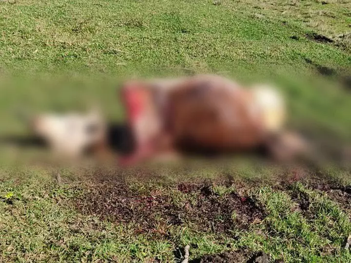 Duas vacas são abatidas e carneadas em furto de gado em SC