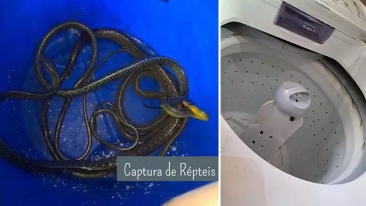 Moradora de SC encontra cobras dentro de máquina de lavar