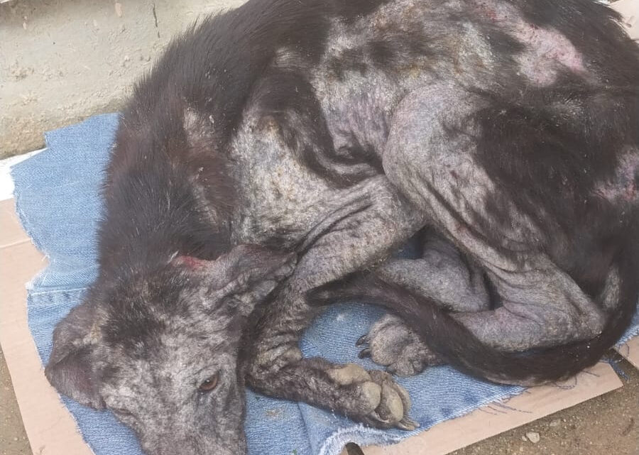 Delegacia de proteção a animais domésticos prende em flagrante mulher que mantinha cão em condições de maus-tratos