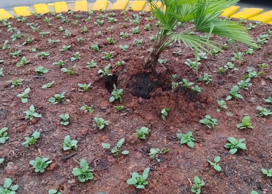 Furto em canteiros e rotatórias em Chapecó